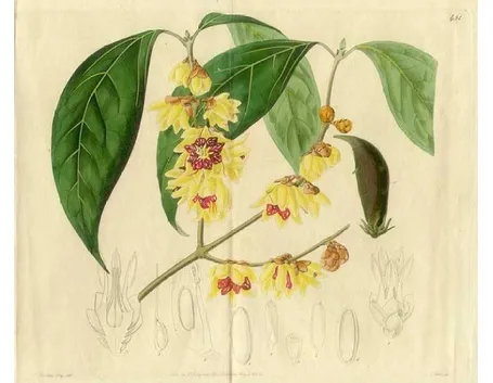 Chimonanthus