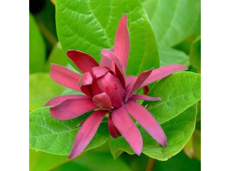 calicanto floridus