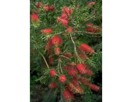 callistemon