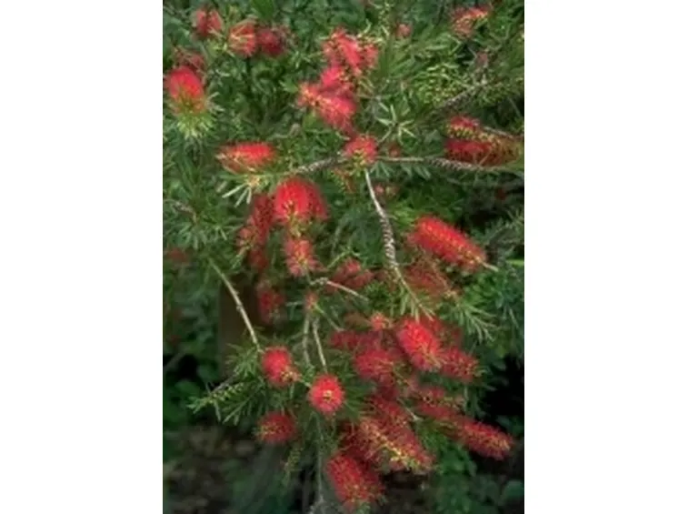 callistemon