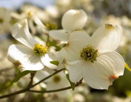cornus