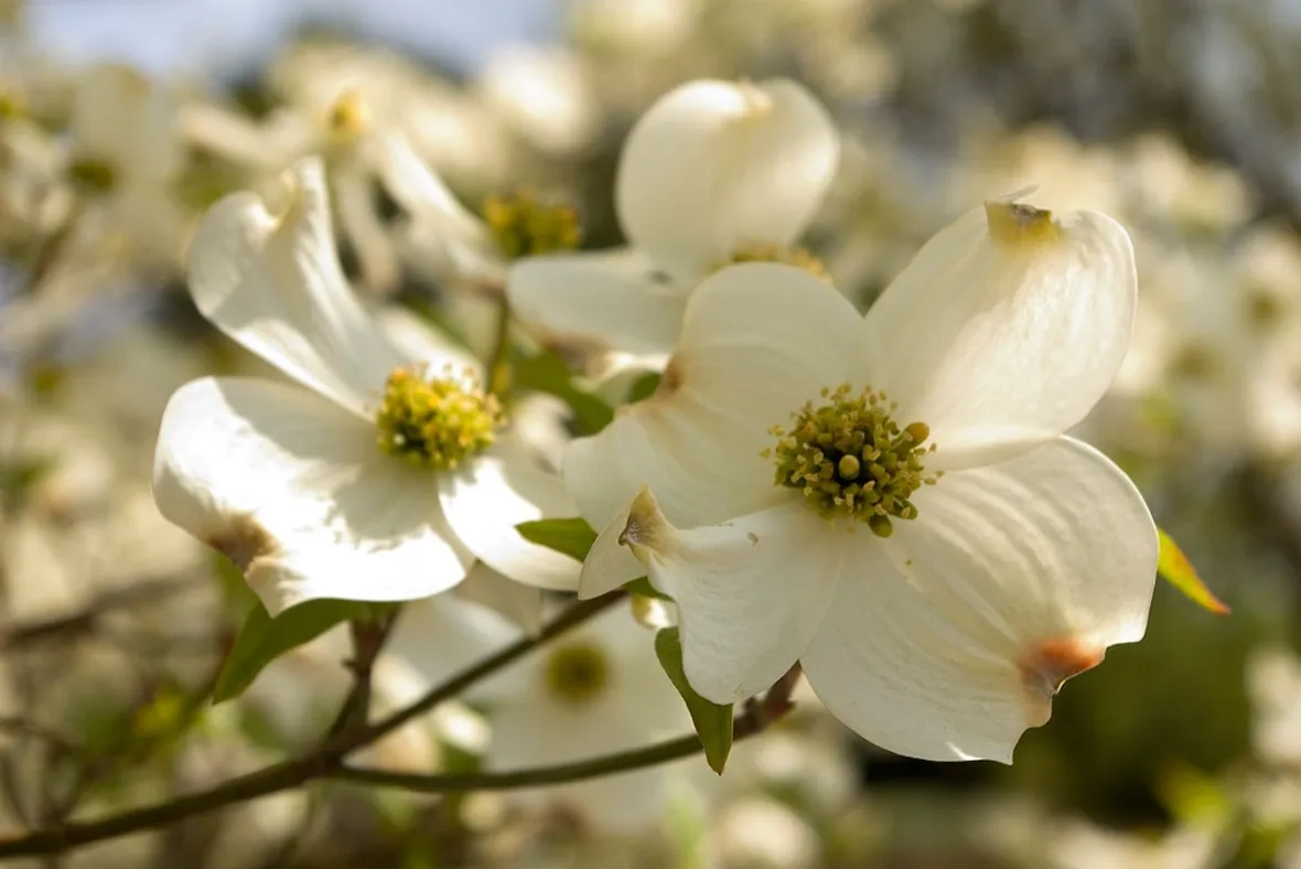 cornus