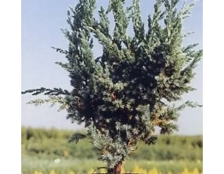 ginepro