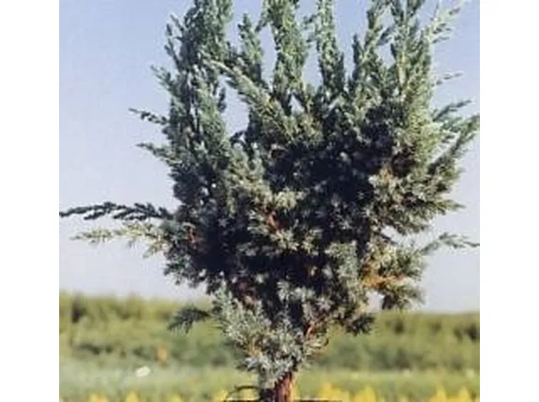 ginepro