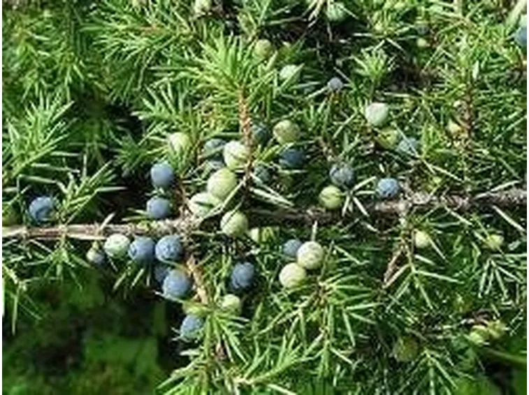 juniperus communis
