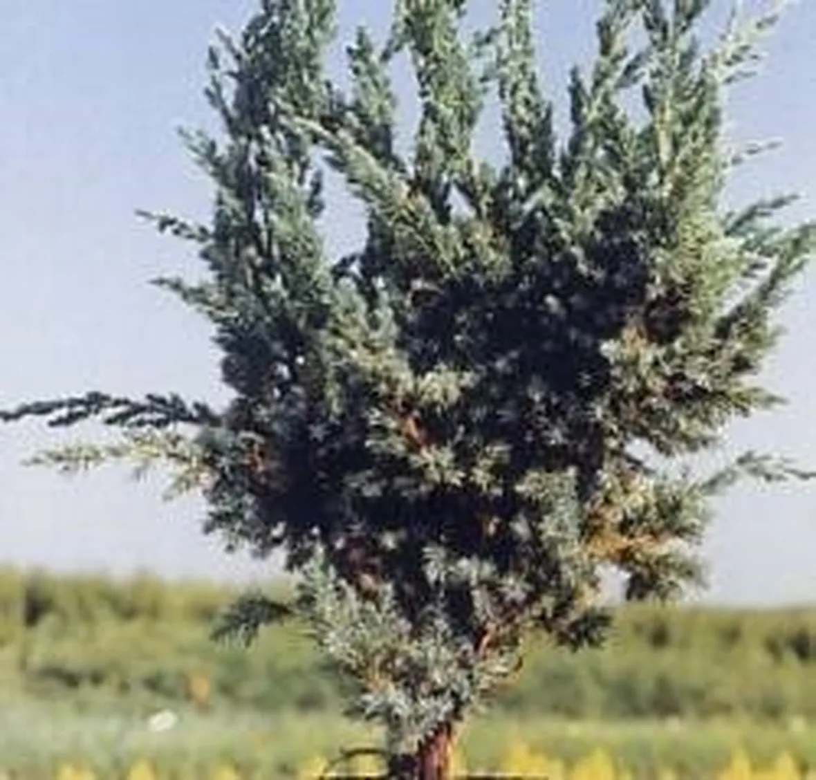 ginepro