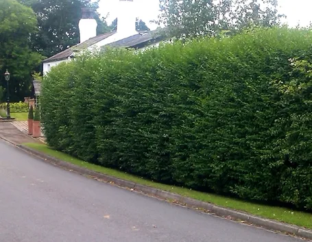 ligustrum siepe