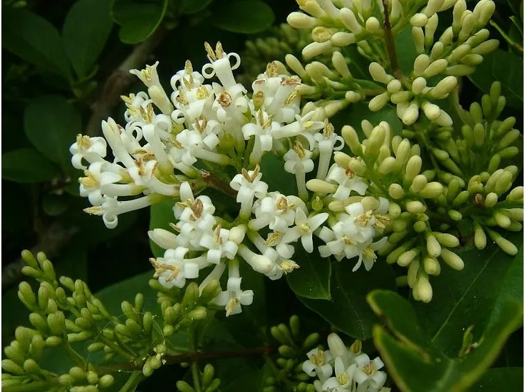 ligustro fiore