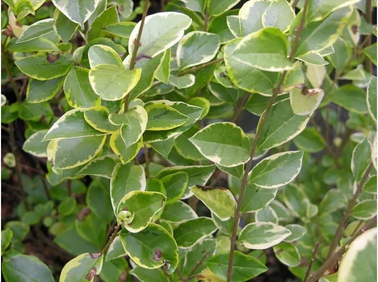 Ligustro variegato