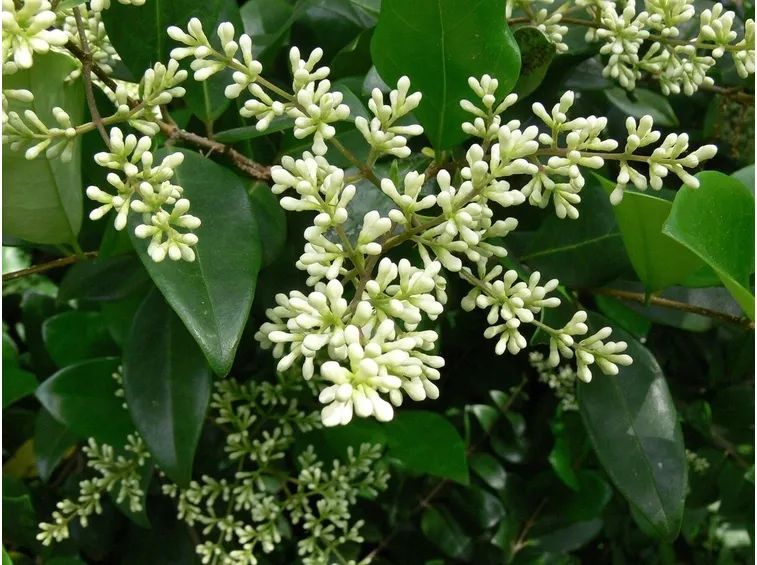 ligustro boccioli