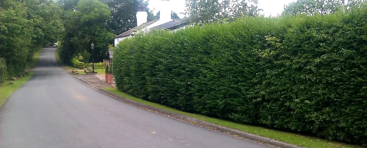 ligustrum siepe