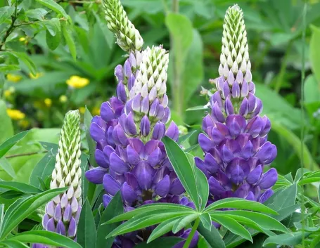 lupinus 