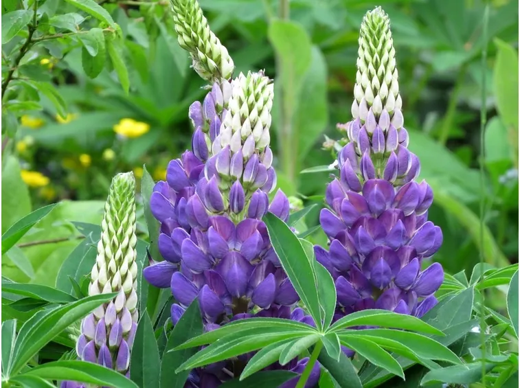 lupinus 