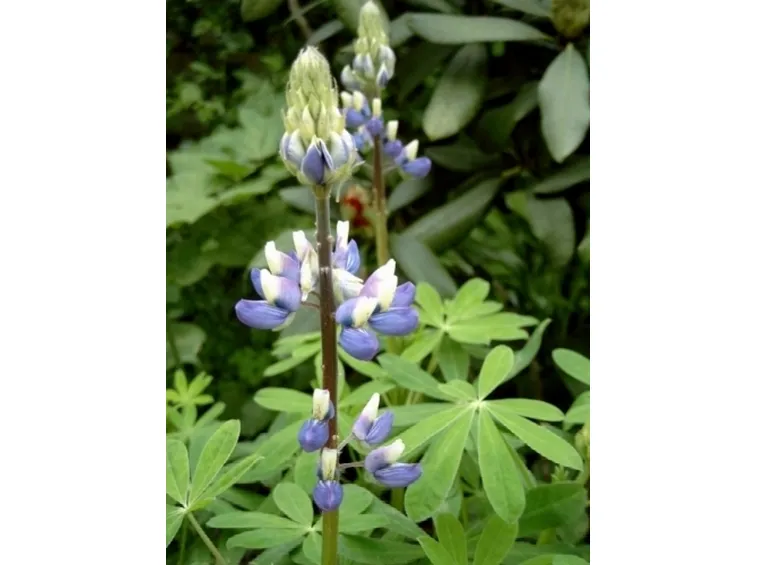 lupinus nootkatensis
