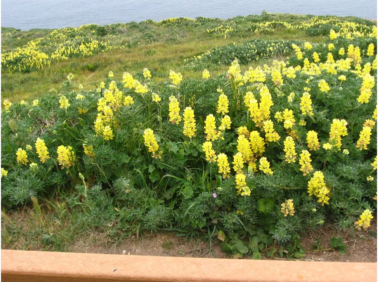 lupini gialli