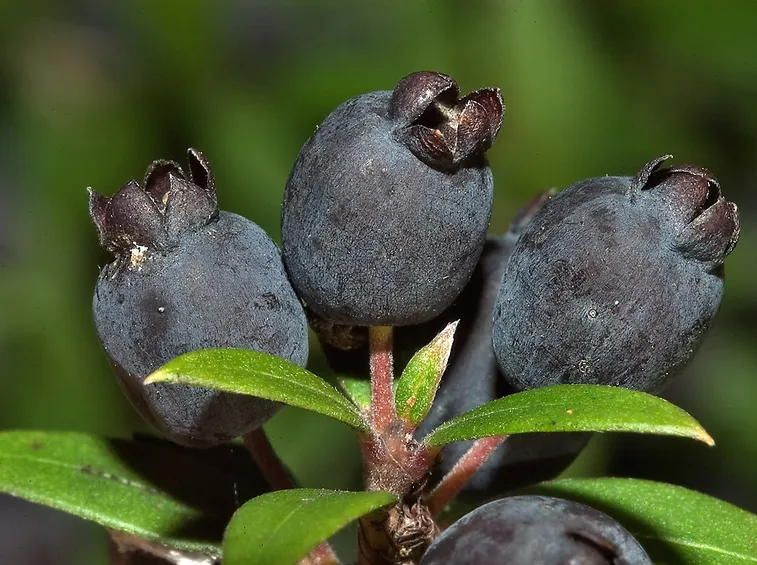 mirto
