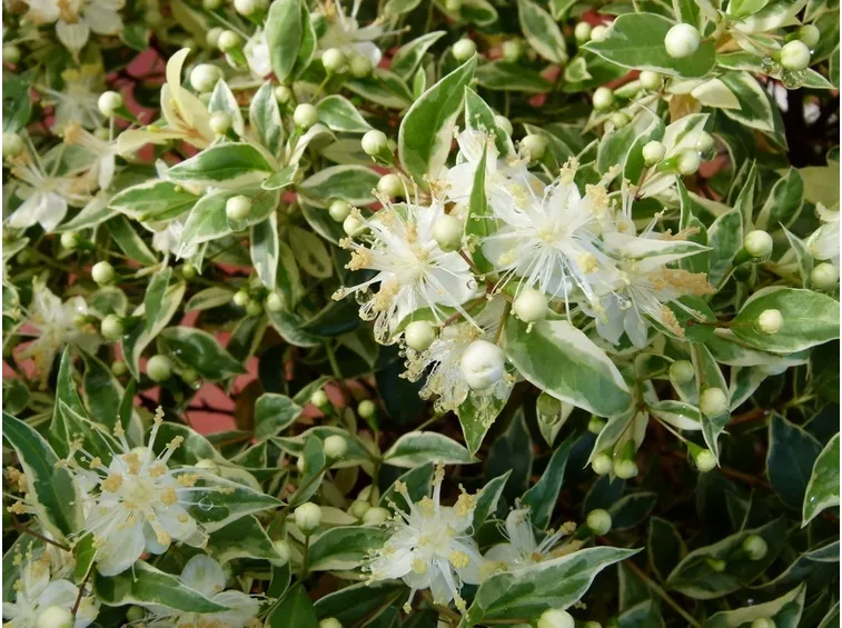 mirto variegato