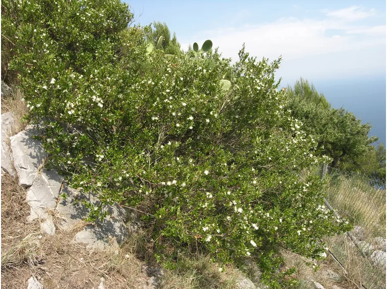 mirto pianta
