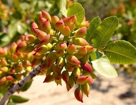 foto pistacchio