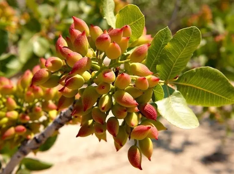 foto pistacchio