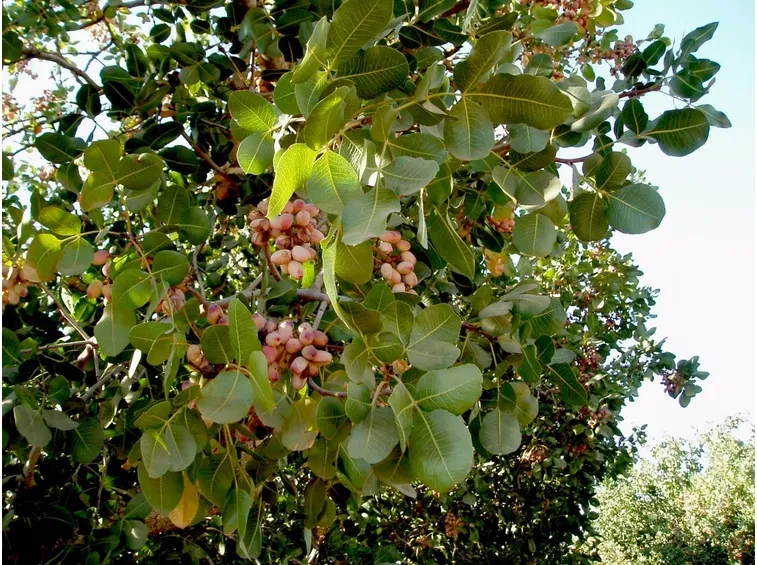 pistacchio pianta