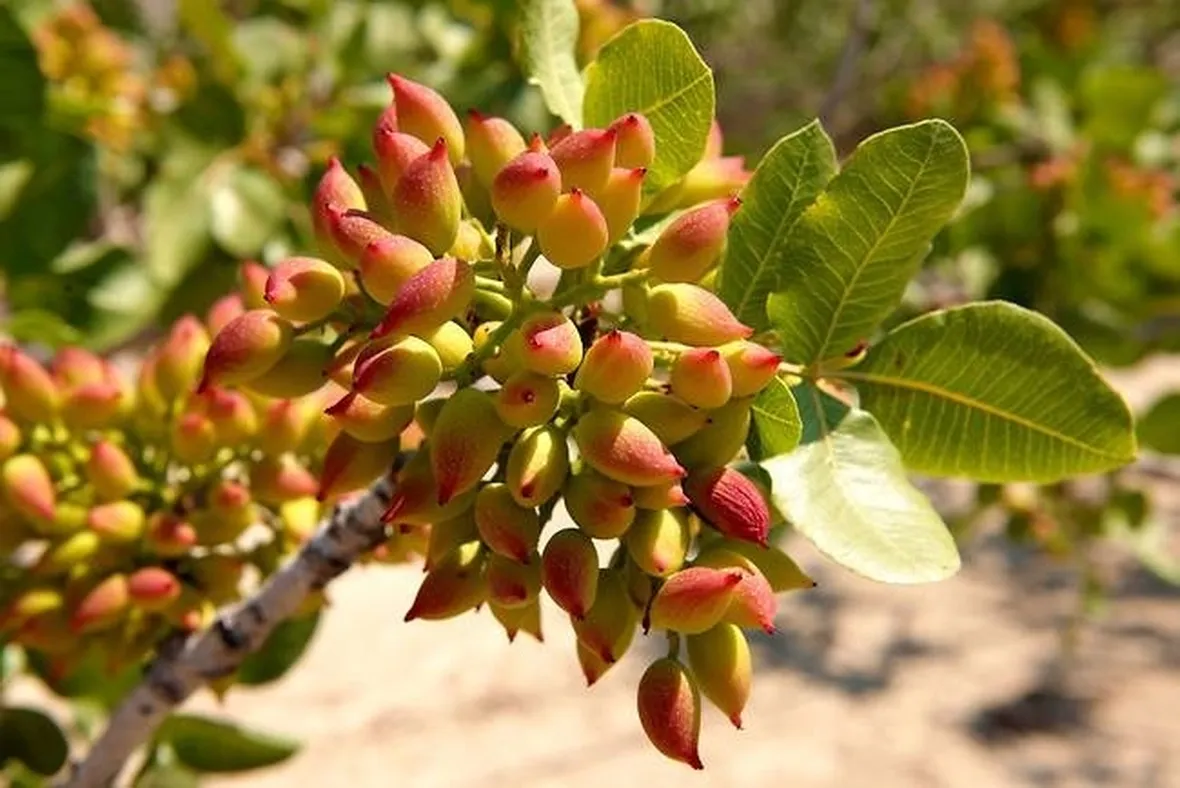 foto pistacchio