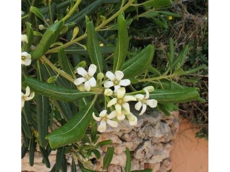 pittosporo