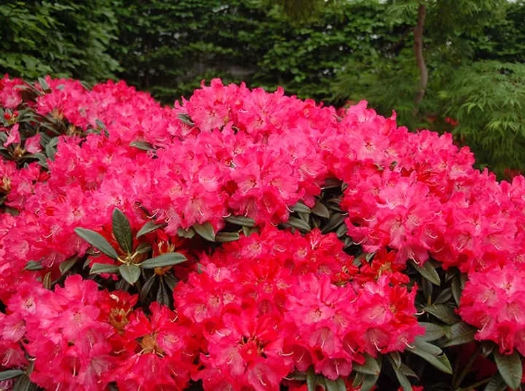 Pianta di Rododendro