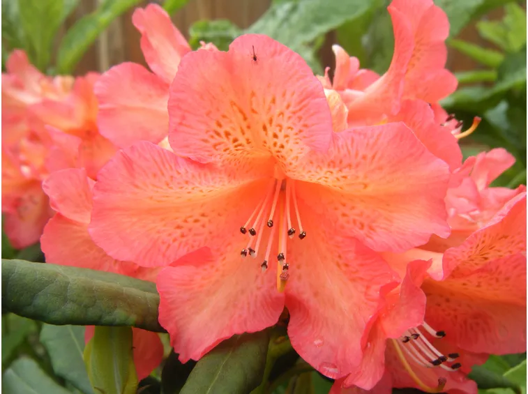 rododendro fiore
