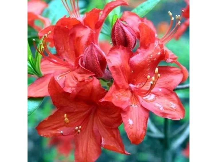 rhodo parkfeuer