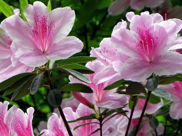 rododendro bicolore