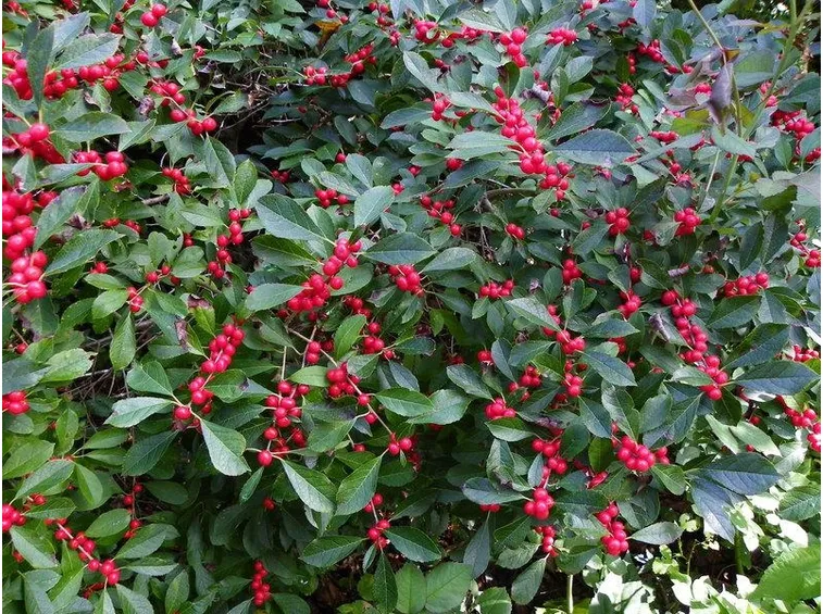 Ilex verticillata pianta