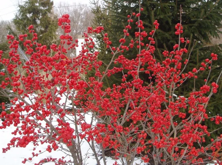 Bacche ilex