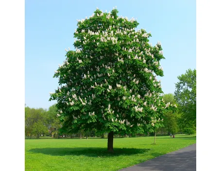 Albero ippocastano