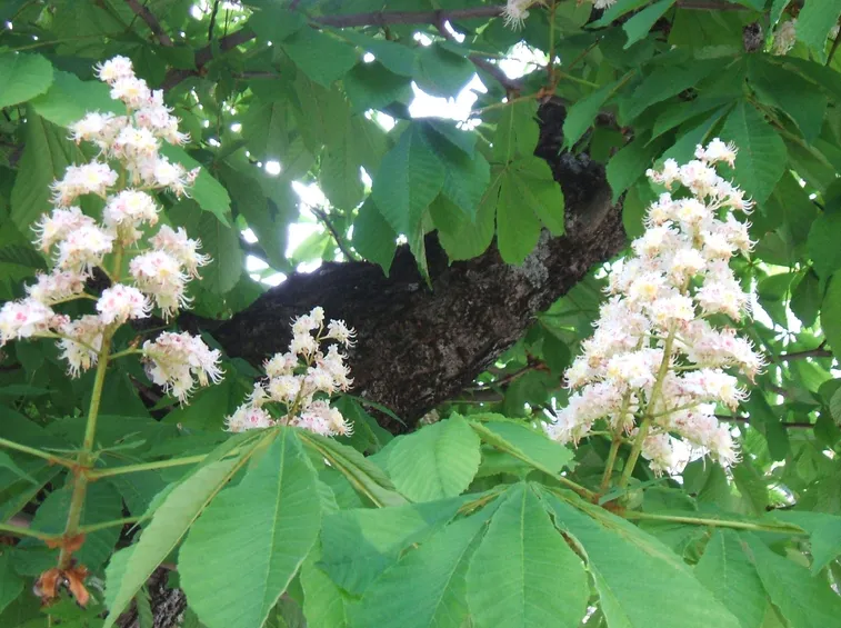 Fiori foglie castagno