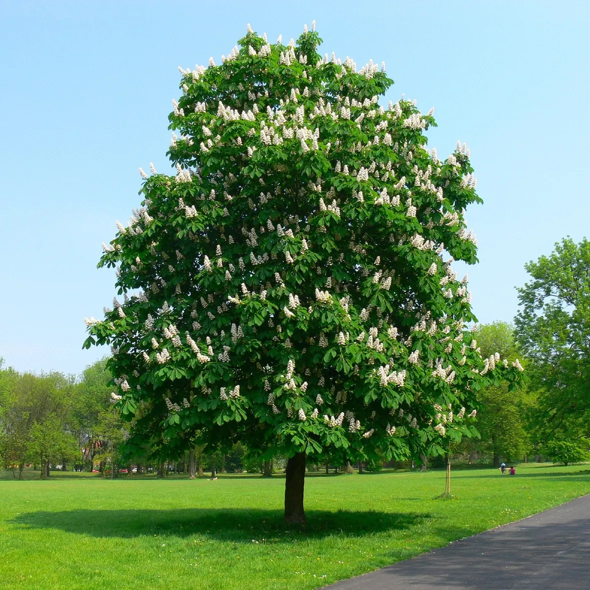 Albero ippocastano