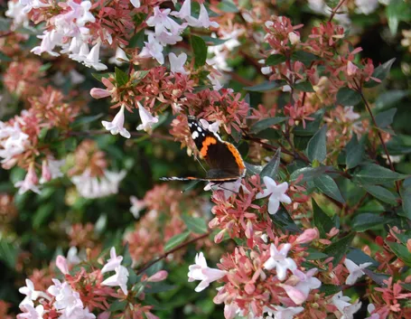 abelia grandiflora edward goucher