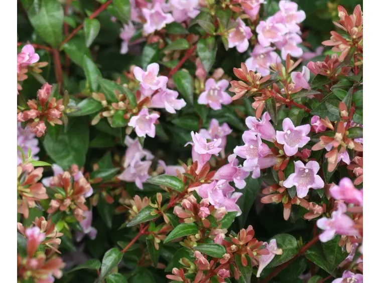 abelia