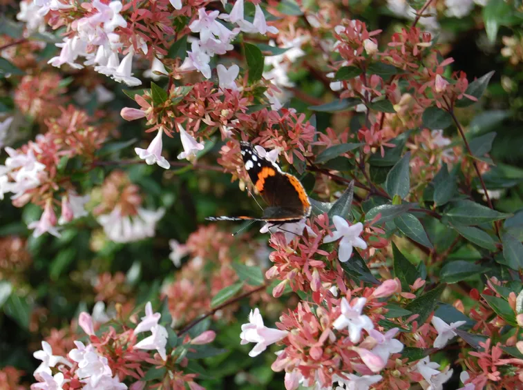 abelia grandiflora edward goucher