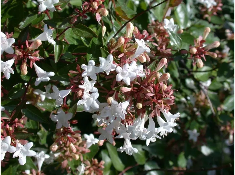 abelia