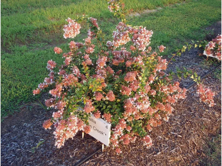 abelia1
