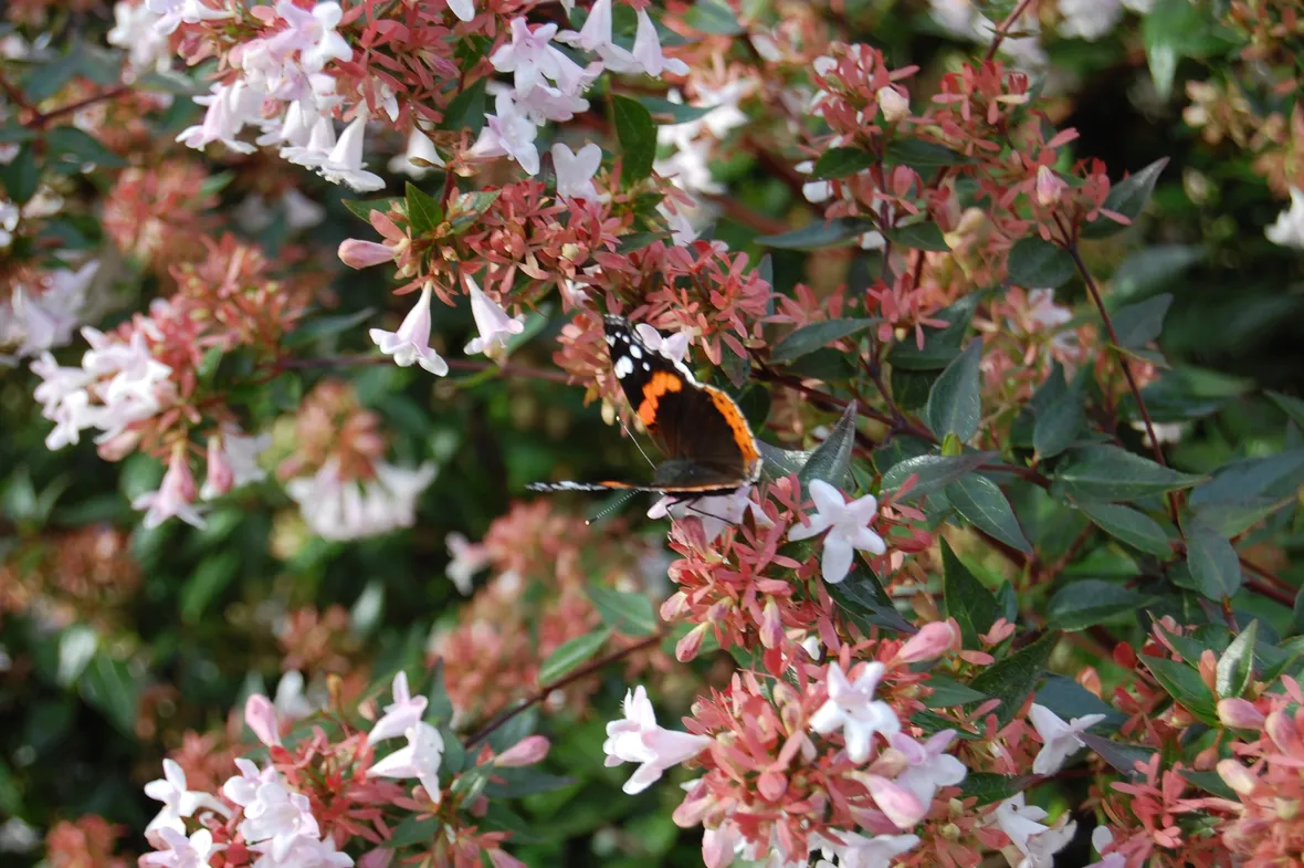 abelia grandiflora edward goucher