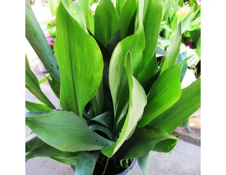 Esemplare di Aspidistra in vaso