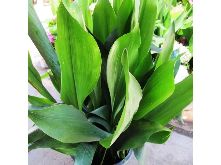 Esemplare di Aspidistra in vaso