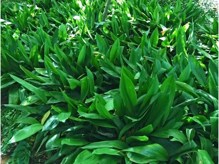 Aspidistra