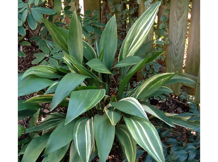 Aspidistra appartenente alla specie Elatior