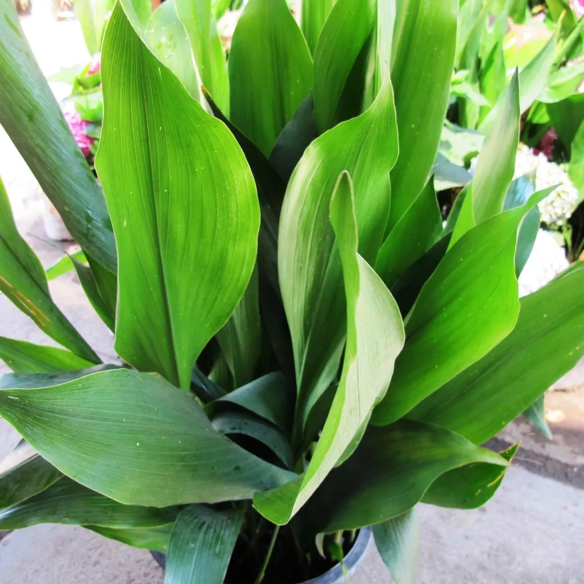 Esemplare di Aspidistra in vaso
