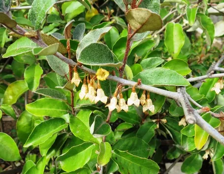 Eleagnus pianta