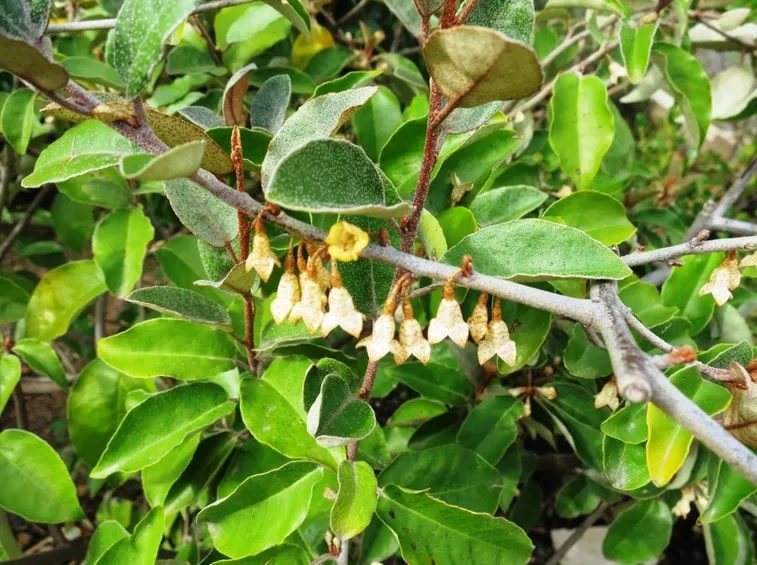Eleagnus pianta