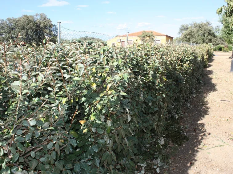 Siepe eleagnus